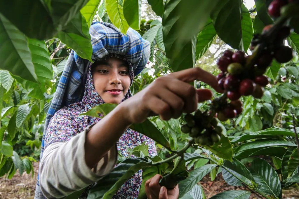 Farmer handpicking red Arabica coffee cherries in Gayo Highlands, Aceh
